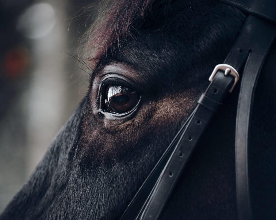 Equine Ophthalmology | Stillwater, Vets