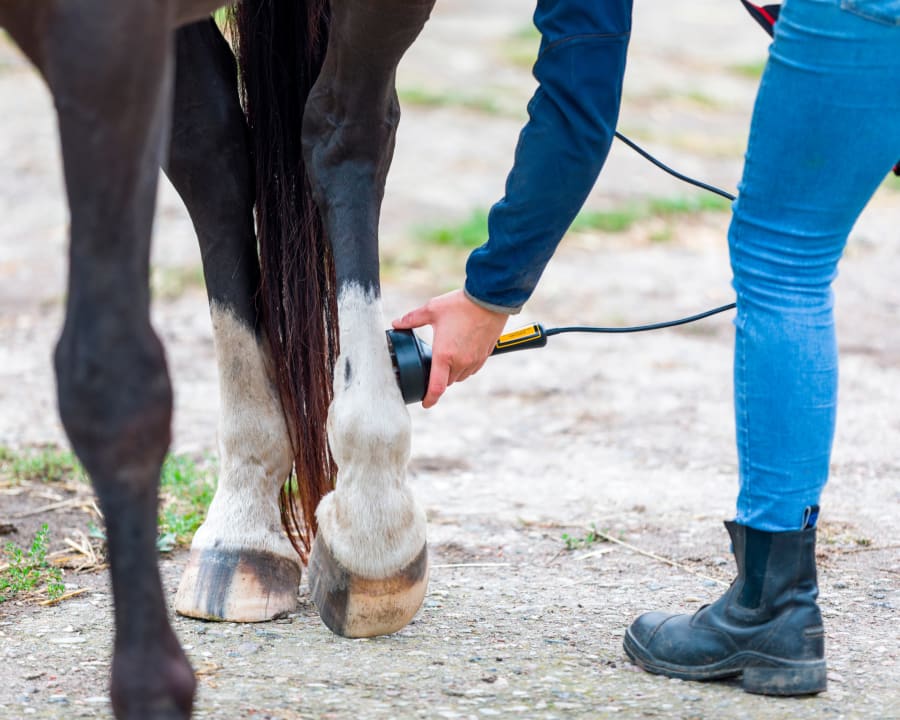 Cold Laser Therapy, Stillwater Veterinarians