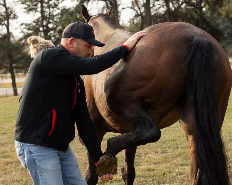 Equine Pre-Purchase Exams | Stillwater Vets