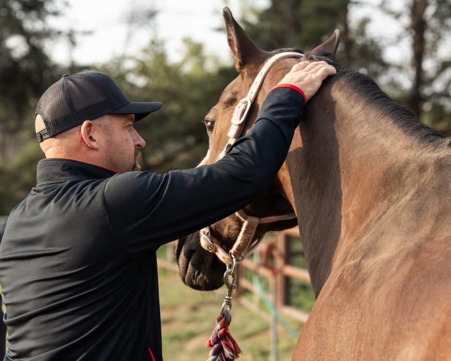 Equine Chiropractic Care | Stillwater Equine Veterinary Clinic | Stillwater