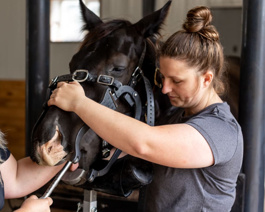 Equine Dentistry, Stillwater Vets