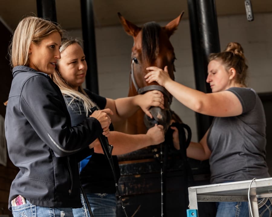 Equine Endoscopy, Stillwater Vets