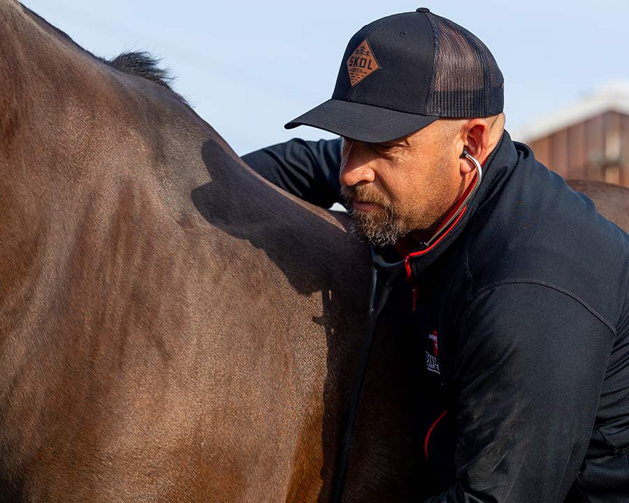 Equine Routine Wellness Exams, Stillwater Vets