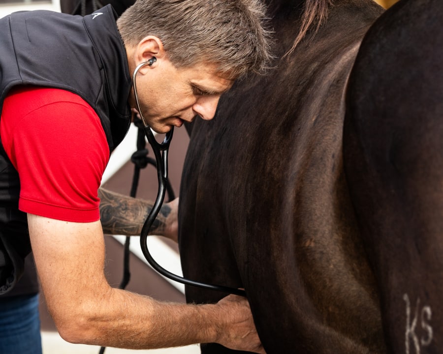 Equine Routine Wellness Exams, Stillwater Vets