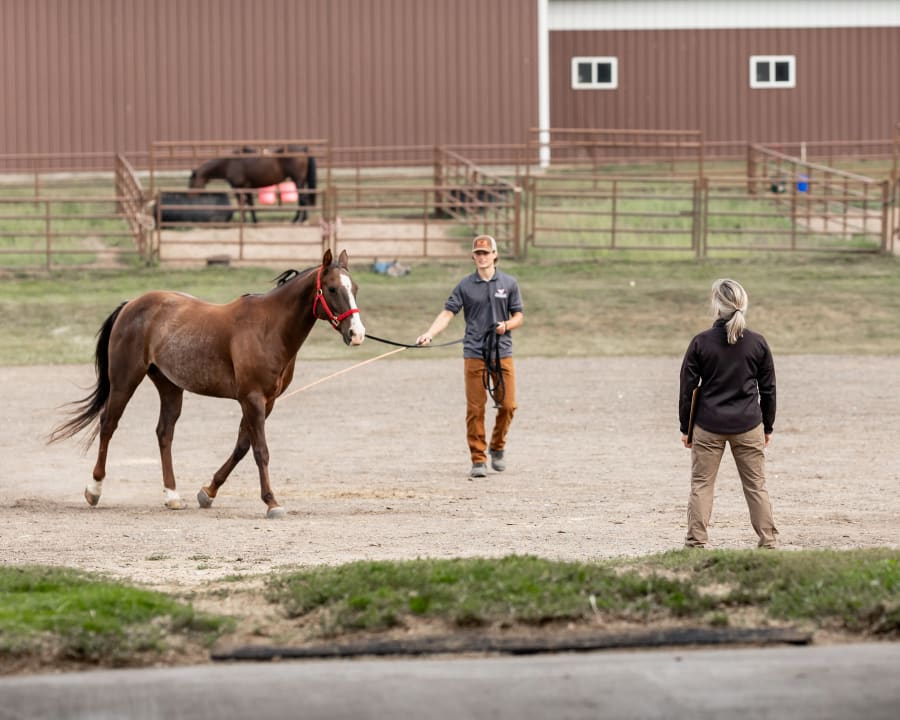 Equine Lameness Evaluations, Stillwater Vets