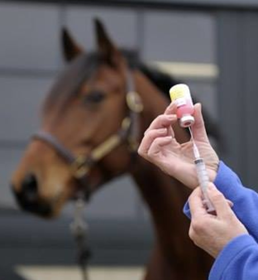 Stillwater Equine Veterinary Clinic in Stillwater