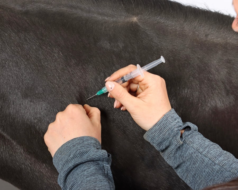 Vaccinations for Horses in Stillwater